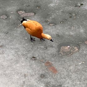 �������? �� �������?