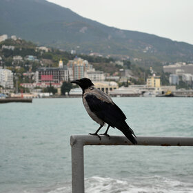 ������������ ������