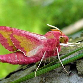 ������ �������