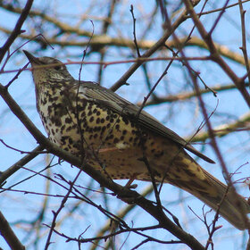 ����� ��������