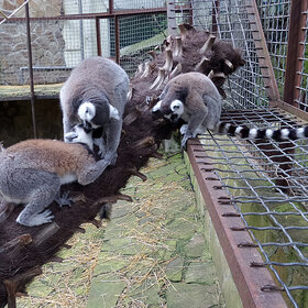 ��������� �������, ���������������