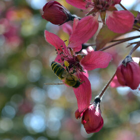 �������� ��������