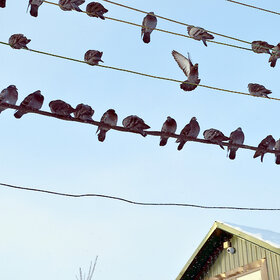 ������ ��������� .......