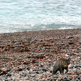 ��������� �������