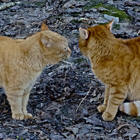 ��������� ��������